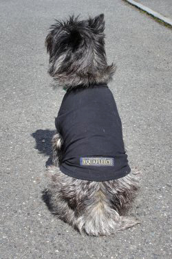 Norstar Dog Collar